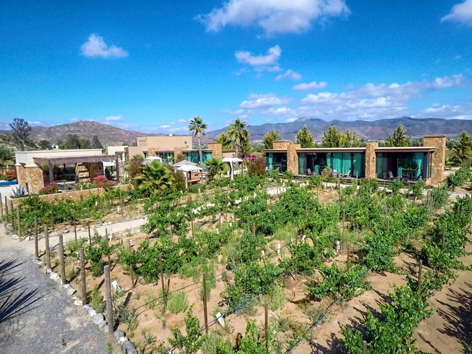 Hotel Boutique Valle de Guadalupe Chambre photo